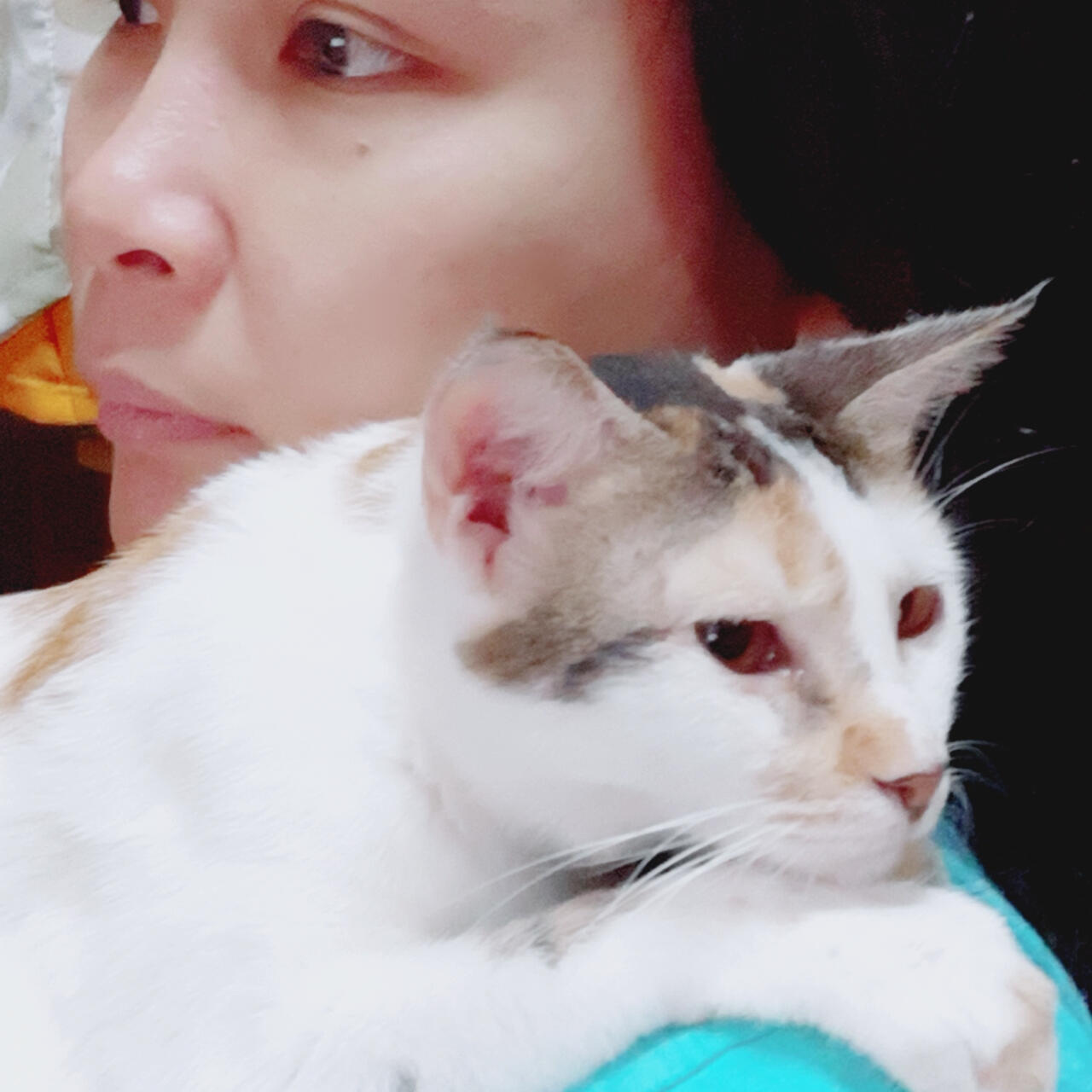 Clingy cat